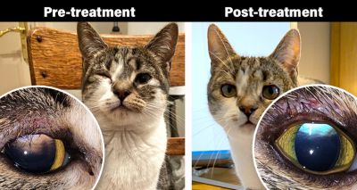 Vets treat cat's eyelid condition with human lip filler